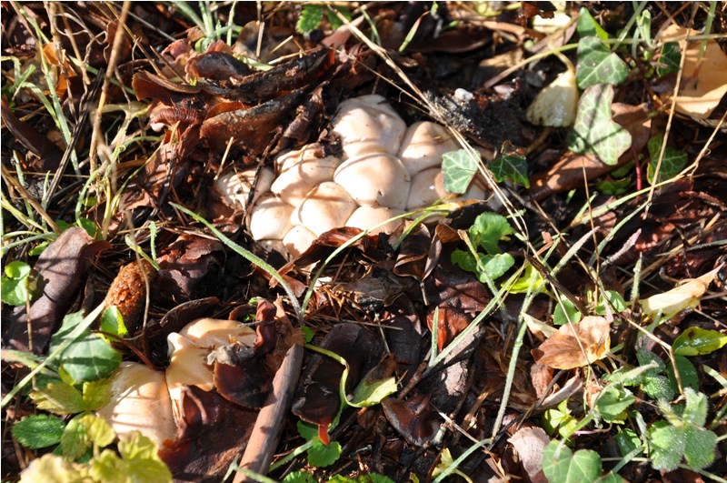 Cortinarius bianco.